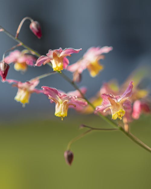 คลังภาพถ่ายฟรี ของ epimedium grandiflorum, การถ่ายภาพดอกไม้, ดอกไม้