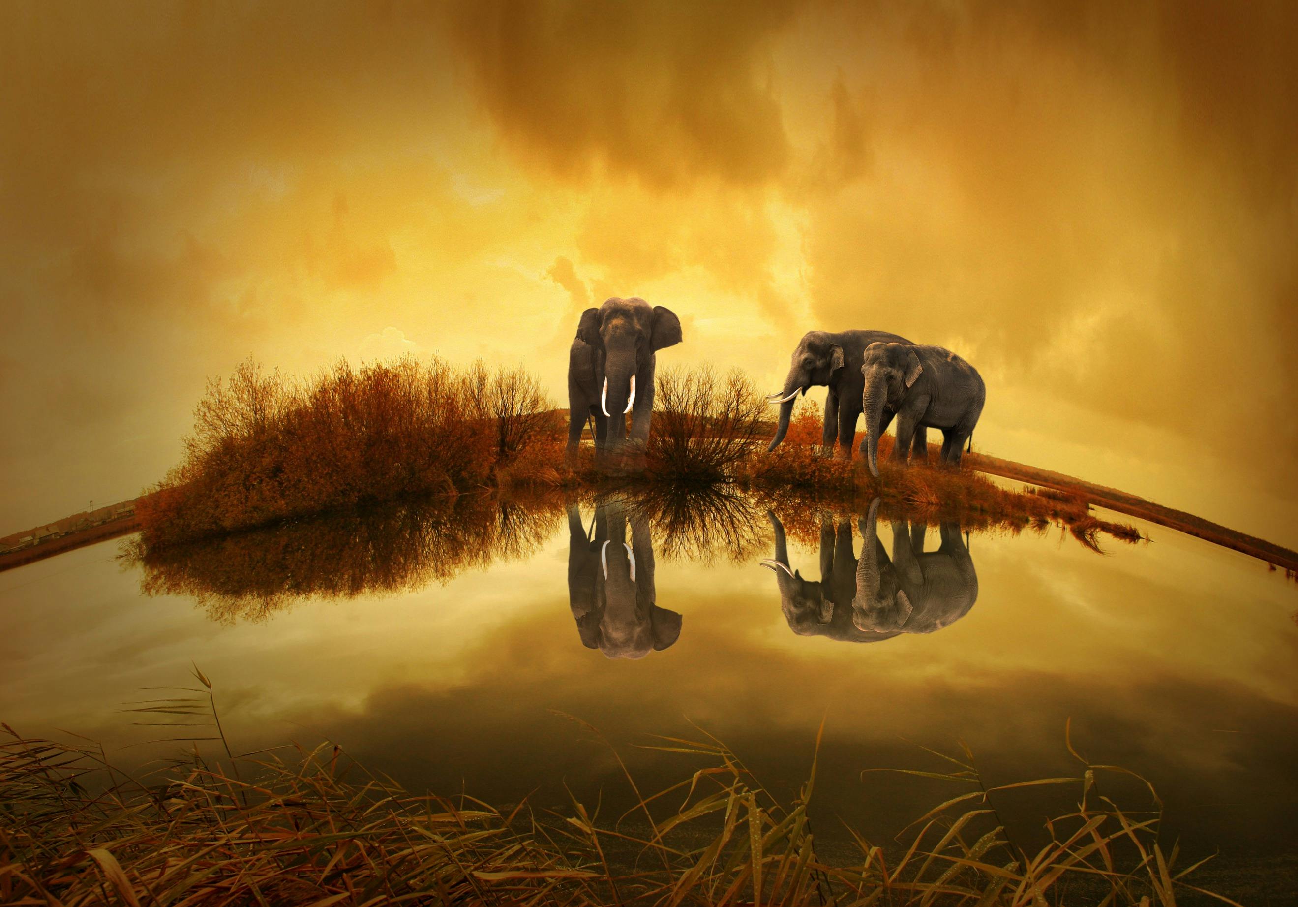 Elephant Wallpapers Images – Browse 31,613 Stock Photos, Vectors, and Video  | Adobe Stock