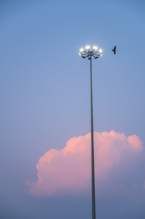 Immagine gratuita di animale, cielo, cloud