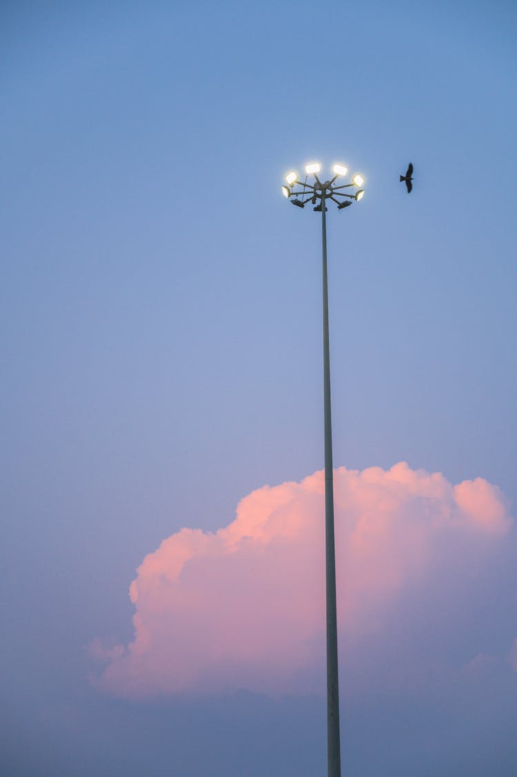 Bird Flying Over Reflector At Sunset