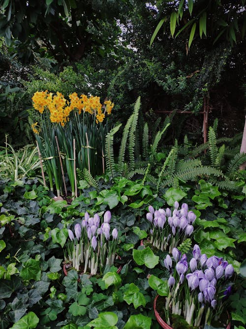 Free 弹簧, 植物的, 植物群 的 免费素材图片 Stock Photo