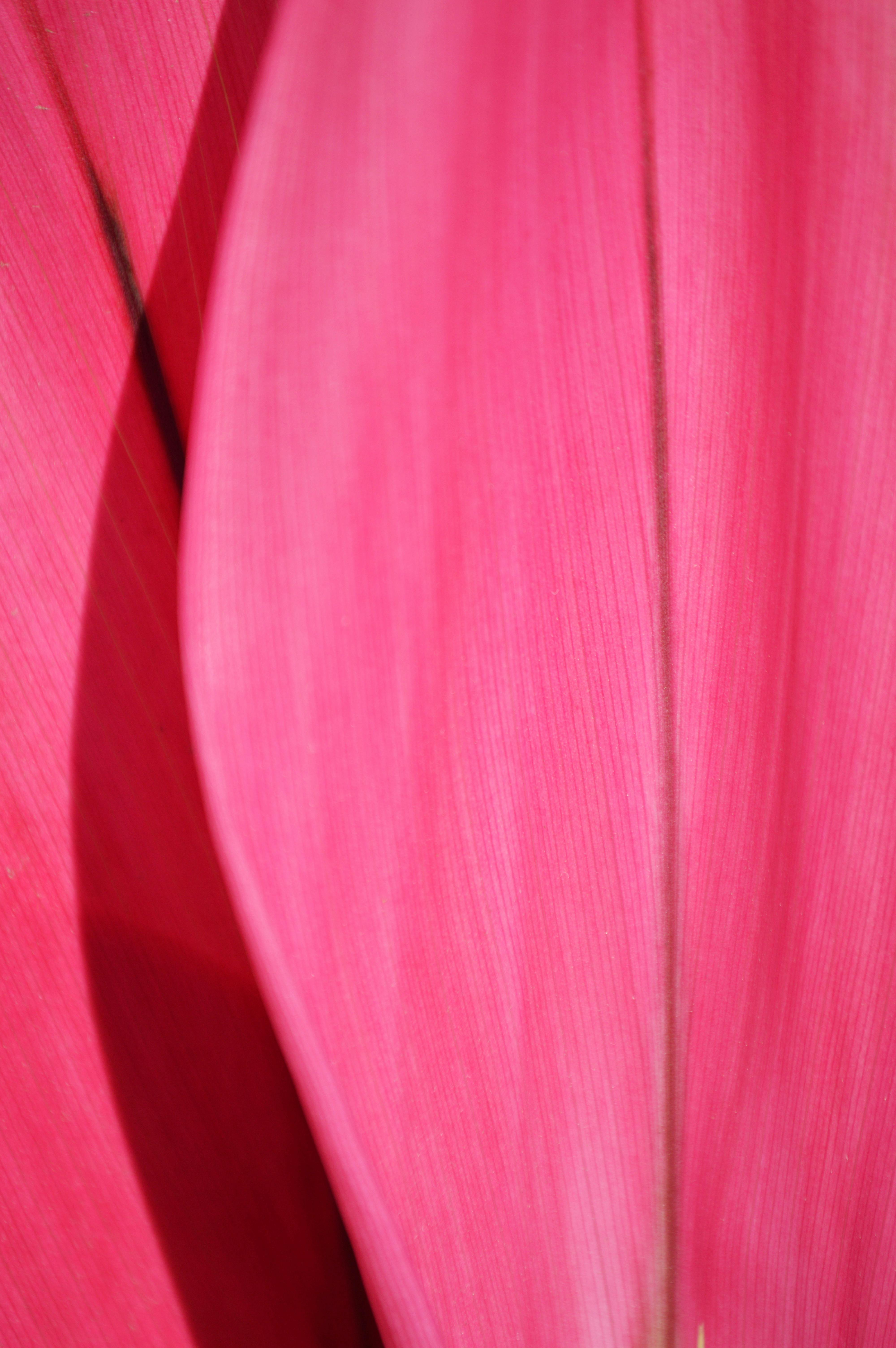 Plastic Pink Textured Background Magenta Wallpaper Stock Illustration  1245400792  Shutterstock