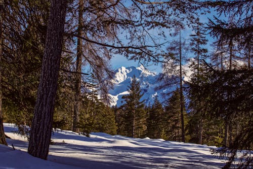 Scenic view of fir trees on snowy land against mount under blue sky in winter woods