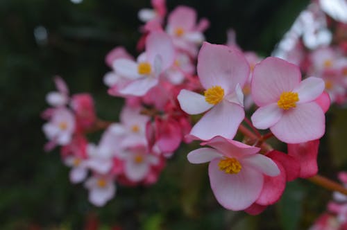 Free stock photo of hawaii, maui, tree in blossom Stock Photo