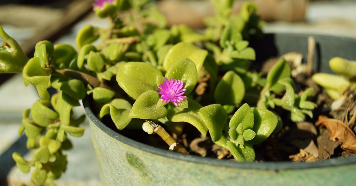 Quoi Planter Dans Votre Micro-Jardin Urbain à Automne