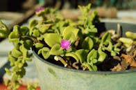 特写镜头中，一株充满活力的多肉植物在户外阳光照耀的花盆里开着粉红色的花