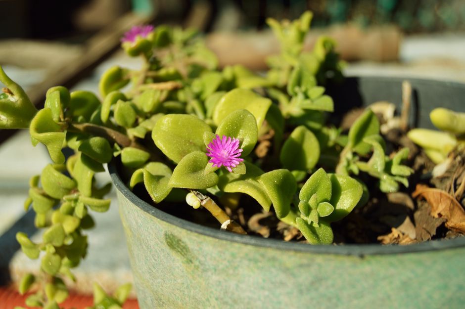 My Tiny Garden Πώς να Παίξεις