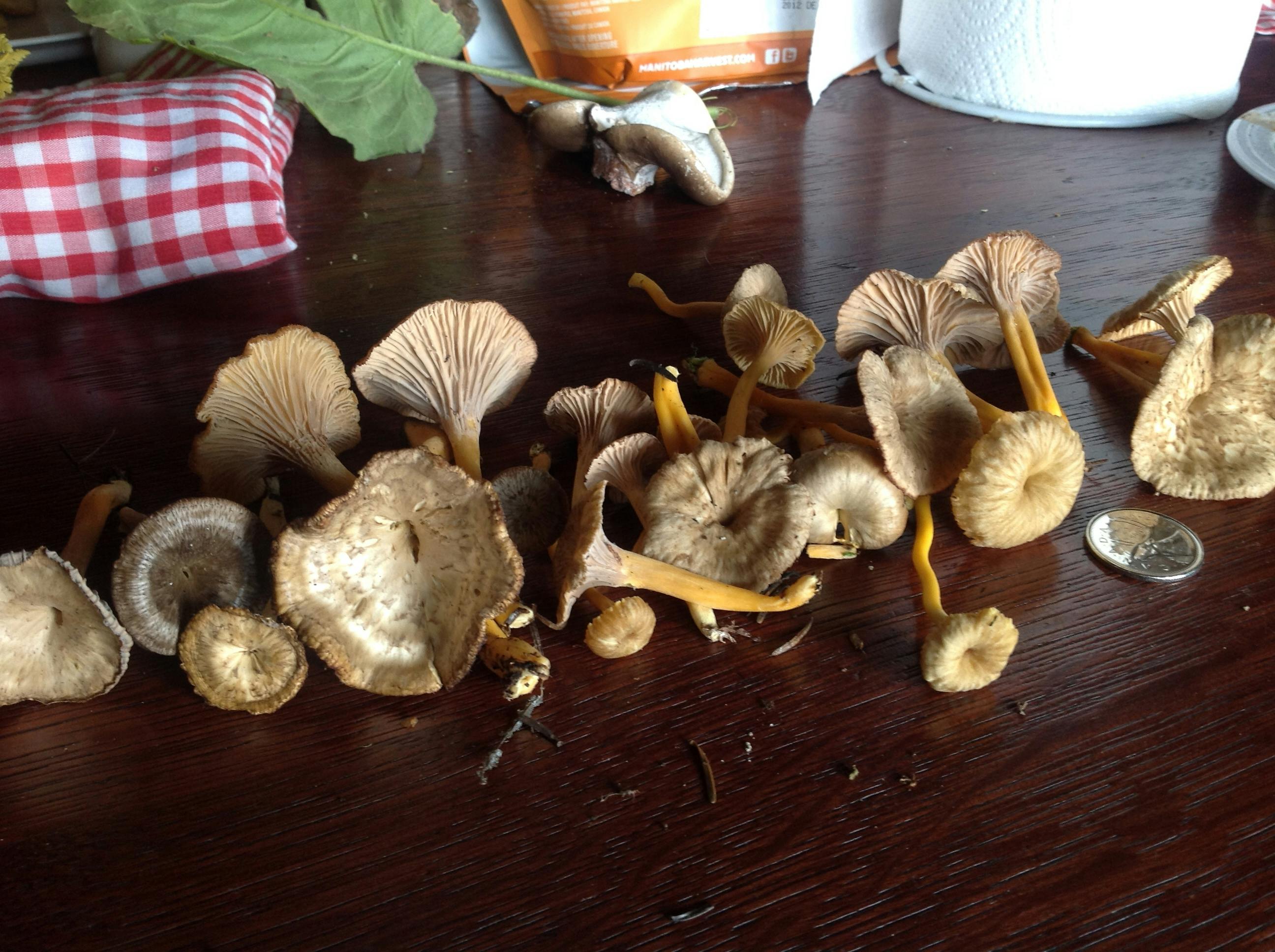 Free stock photo of forage, wild mushroom