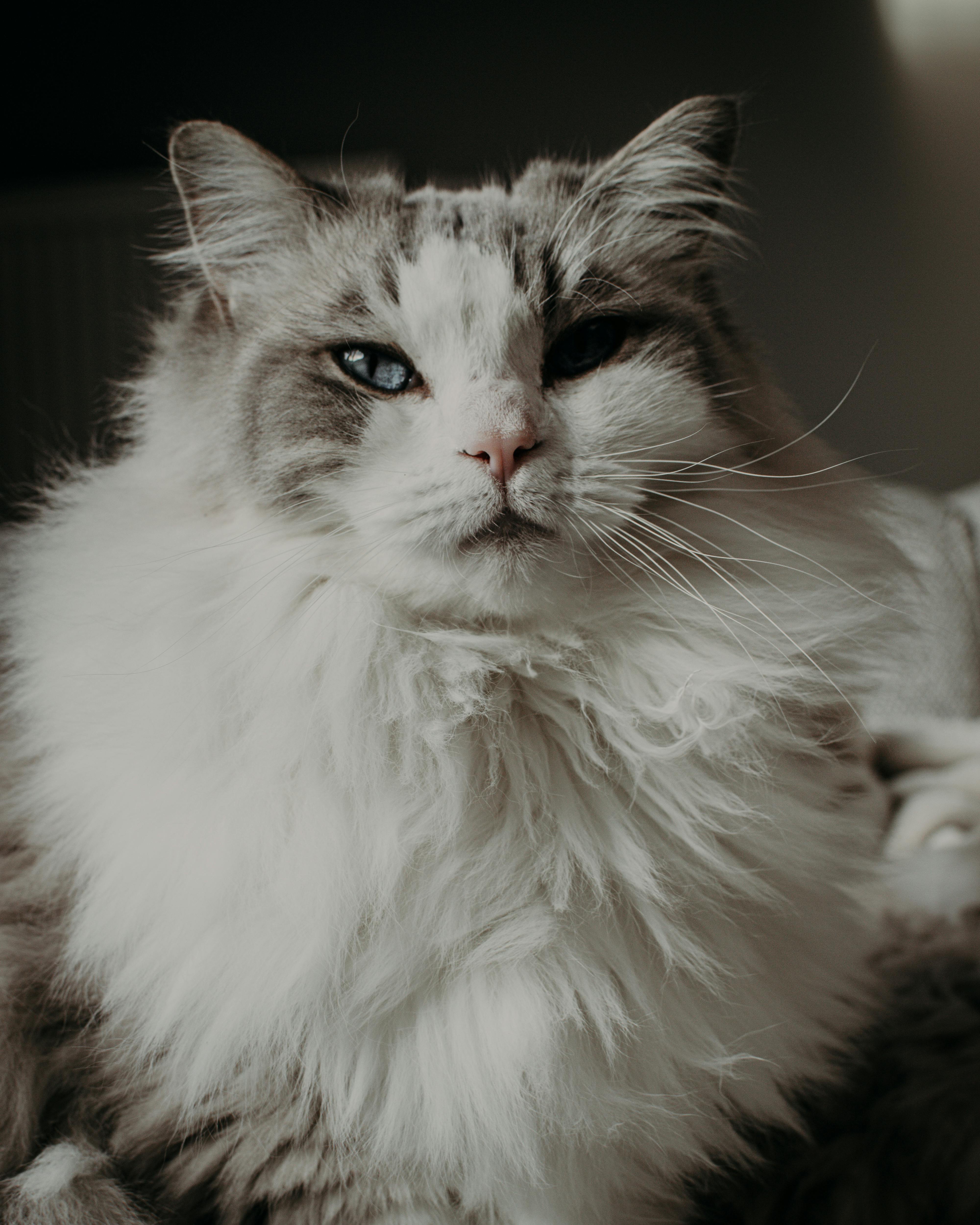 Ultimate Ragdoll Long Haired Cat Breeds Revealed  Ragdoll Care