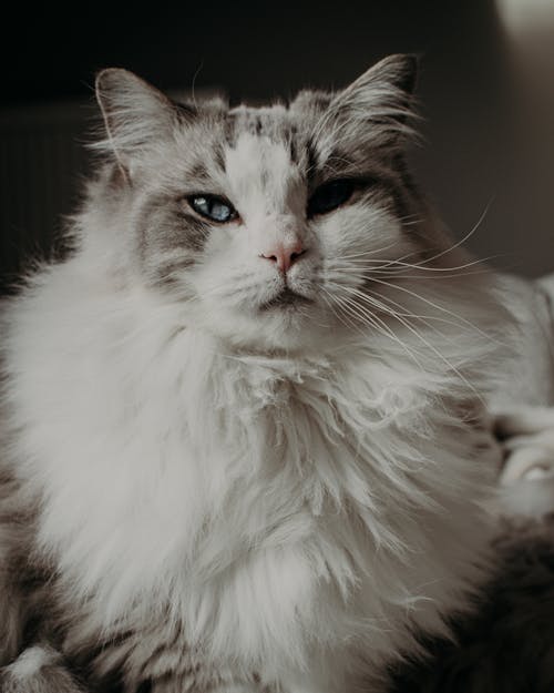 Fluffy cute domestic cat with long whiskers and soft ears staring at camera at home