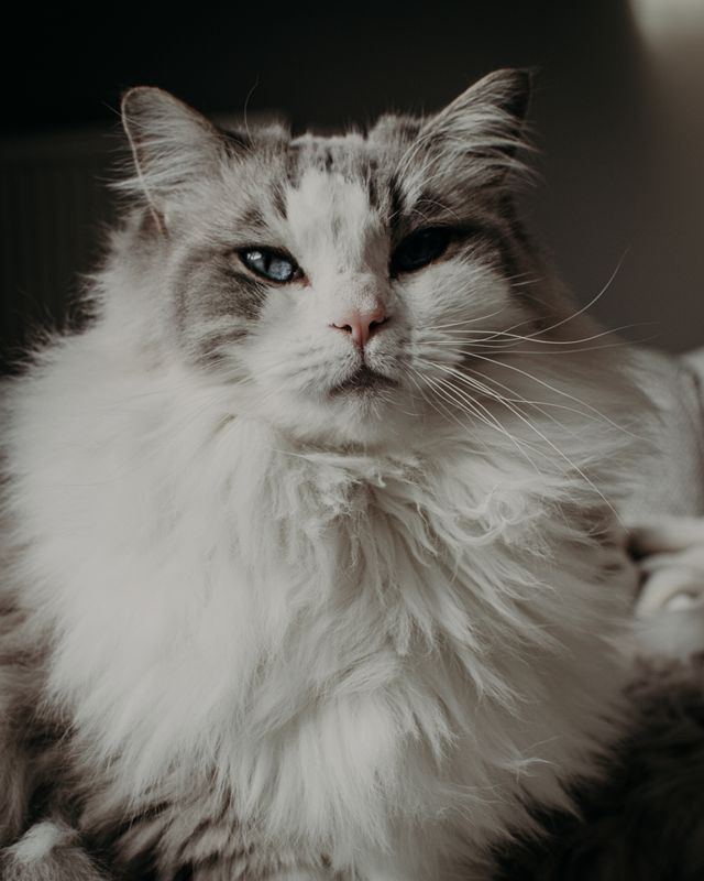 A young cat at home, where good habits are built