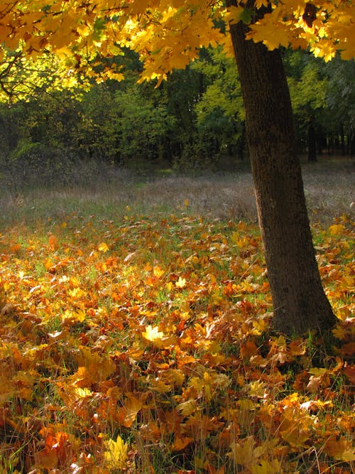 Golden Fallen Leaves on Ground