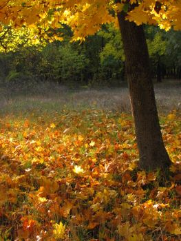 A serene fall scene with sunlit maple leaves scattered on the ground.