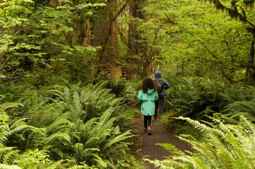 Foto profissional grátis de caminhada, casal, floresta