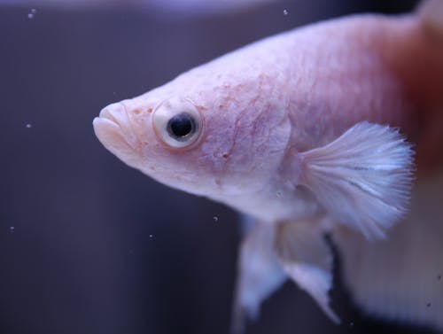Close Up Photo of a Light Pink Betta Fish