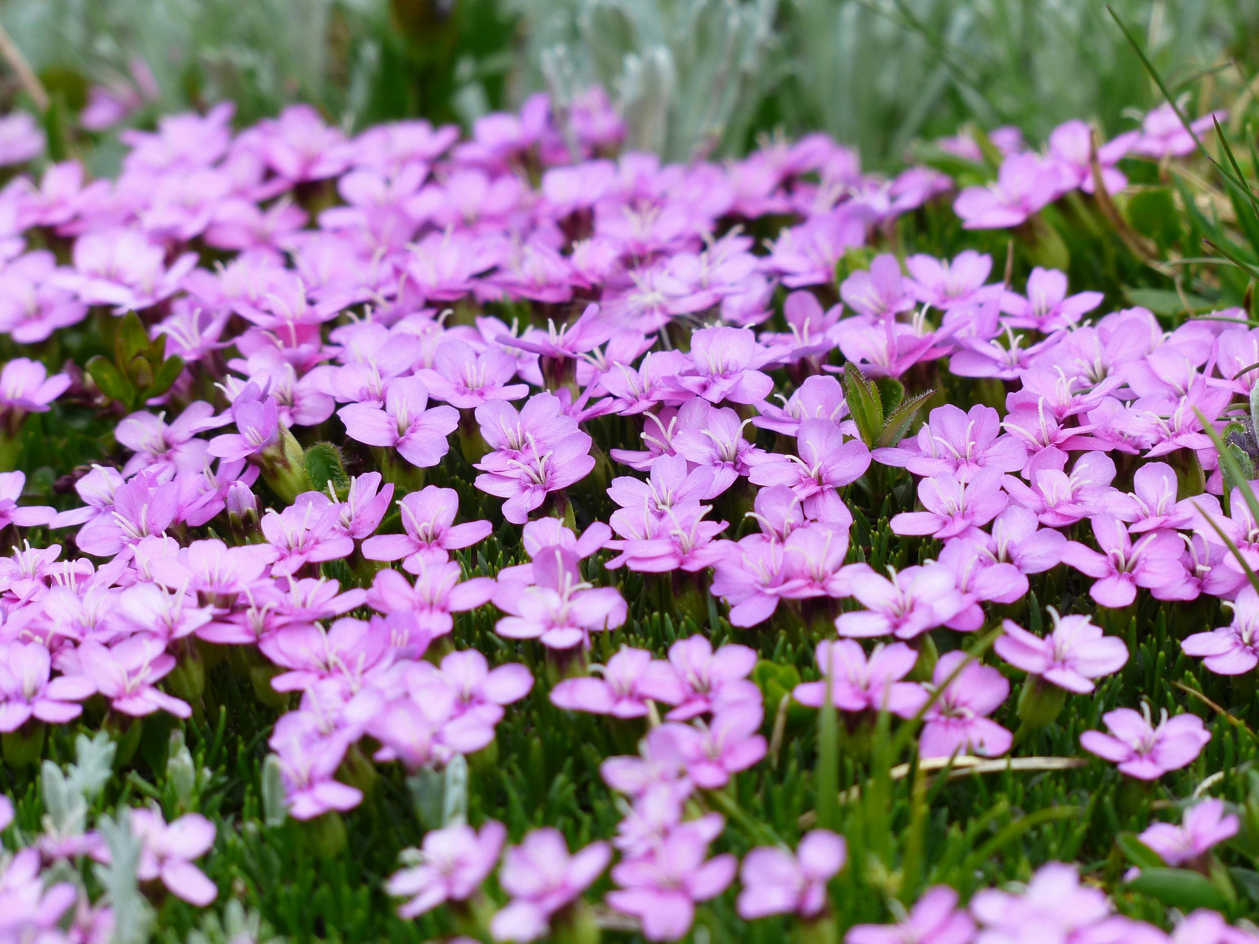 Flor Morada Y Pasto Verde · Foto de stock gratuita