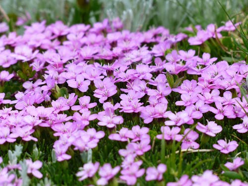 Free Purple Flower and Green Grass Stock Photo