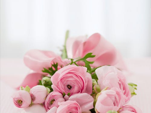 Free Bouquet of Pink Roses Stock Photo
