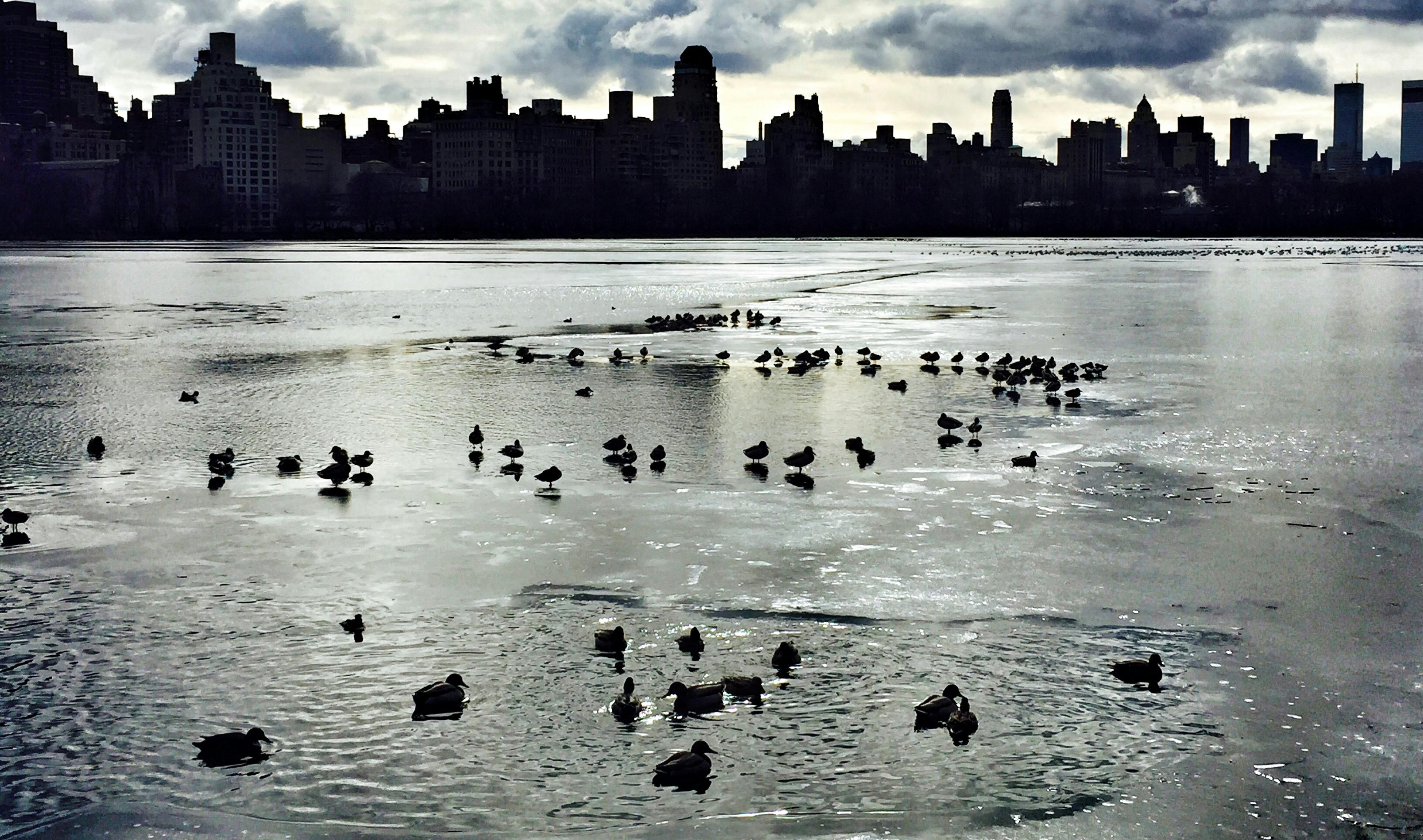 Free stock photo of central park