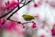 Selective Focus Photo of a Warbling White-Eye Perched on a Twig with Pink Flowers