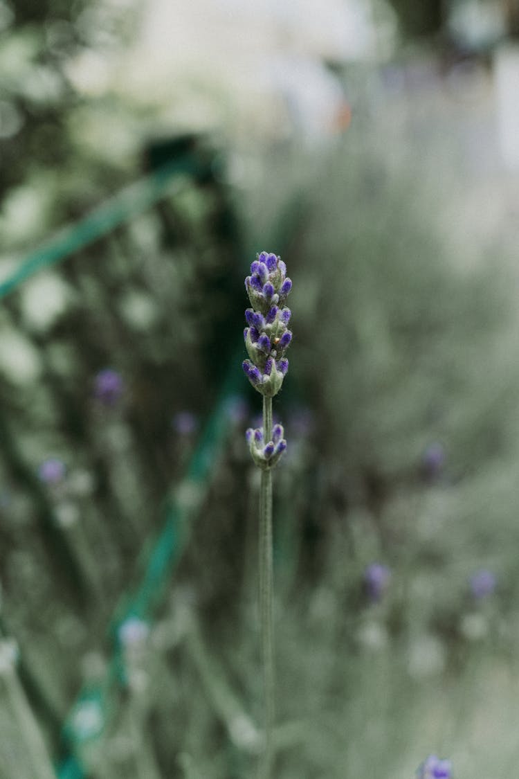 Selective Focus Photo Of Lavender Buds 