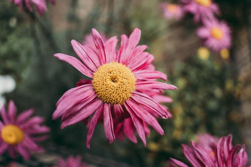 Free Close-Up Shot of a Pink Marguerite Daisy  Stock Photo