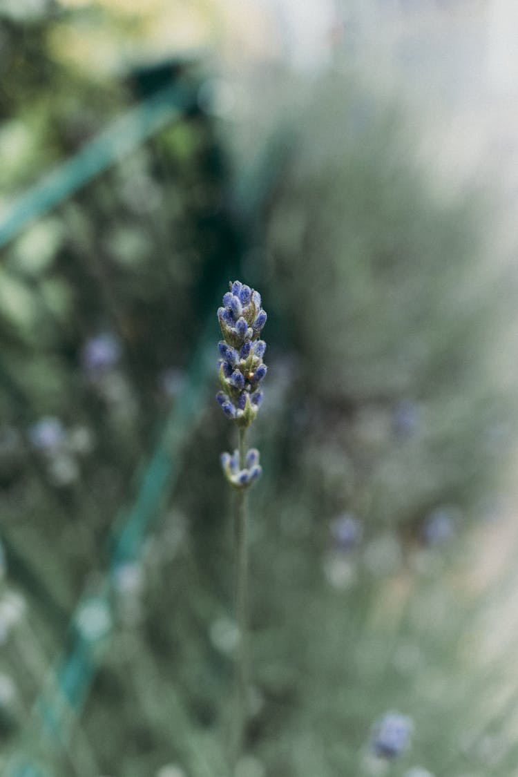 Close-Up Shot Of Lavender Buds