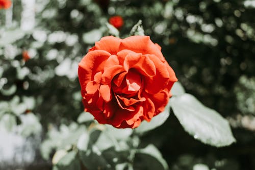 Free Selective Focus Photo of a Beautiful Red Rose Blooming Stock Photo