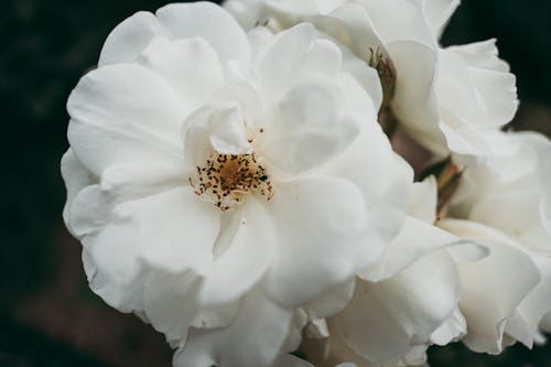 Free Close-Up Shot of a Beautiful White Rose Stock Photo