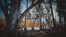 黄昏时分，森林宁静，河流蜿蜒，尽显自然之美与静谧