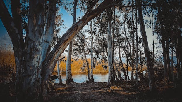 A peaceful view of a forest with a river running through it, captured at dusk, showcasing natural beauty and tranquility.