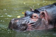 A Hippopotamus Immersed in Body of Water