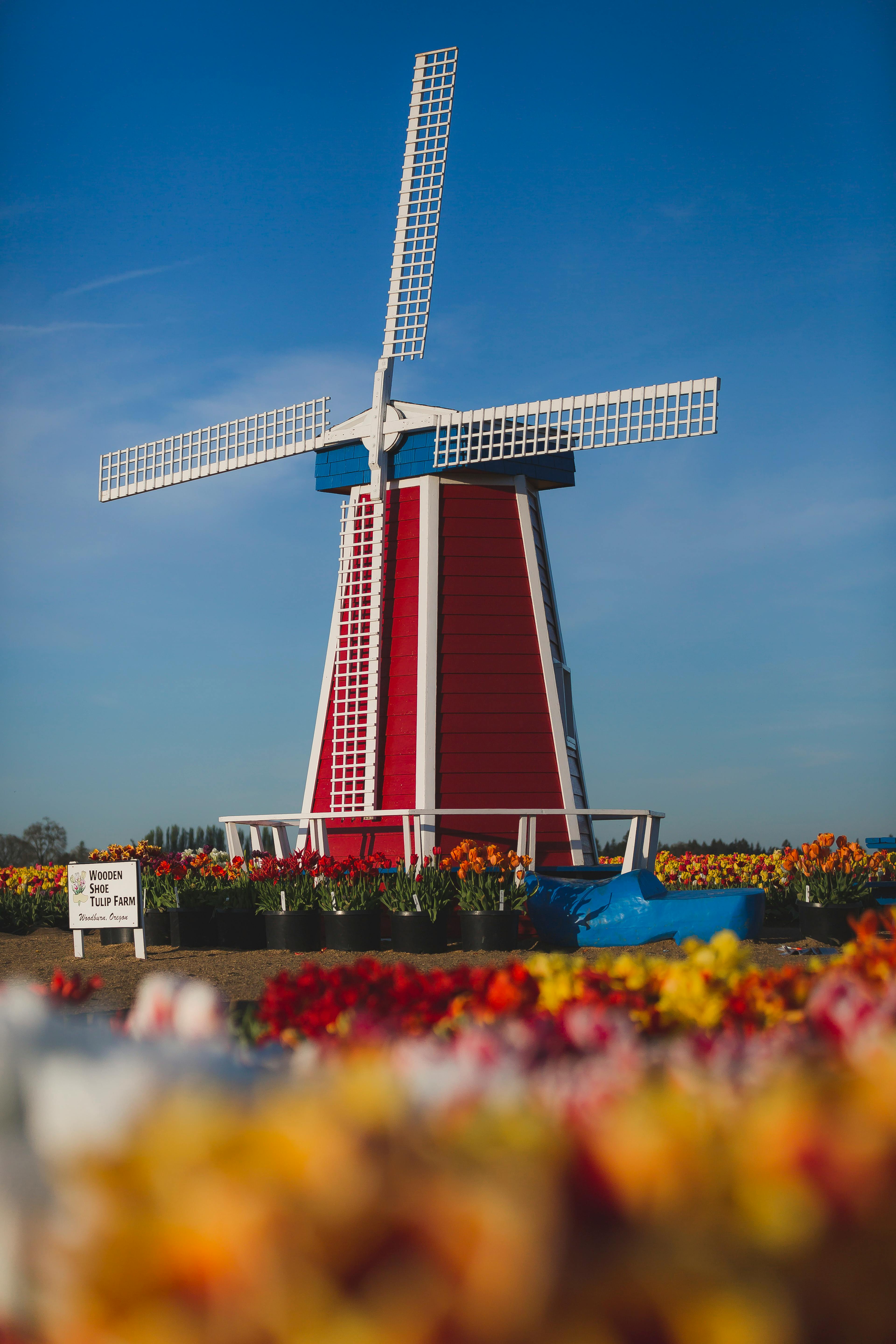 Đến Hà Lan chiêm ngưỡng những cánh đồng cối xay gió tuyệt đẹp