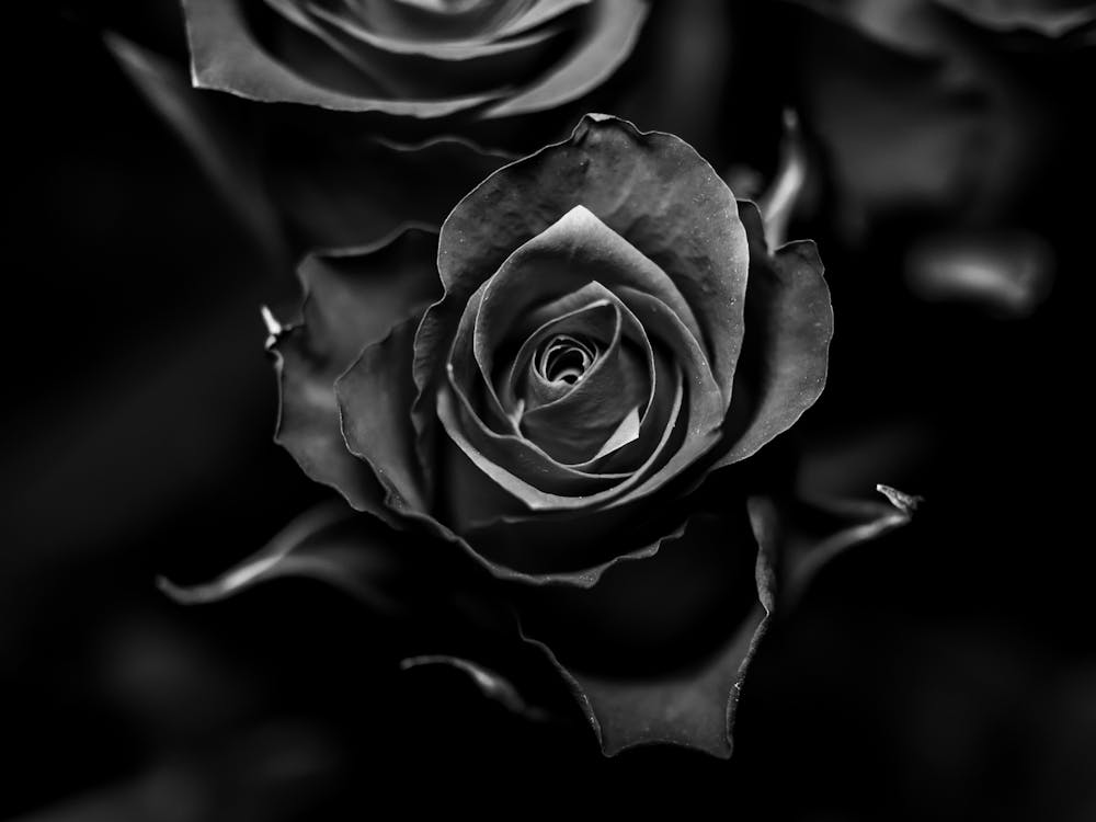 Monochrome Photo of a Rose Flower · Free Stock Photo