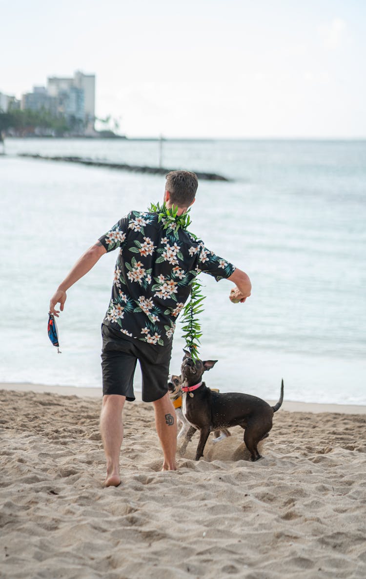 Faceless Man Playing With Dog On Sandy Beach