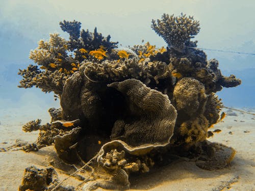 Photos gratuites de aquatique, coraux, fermer