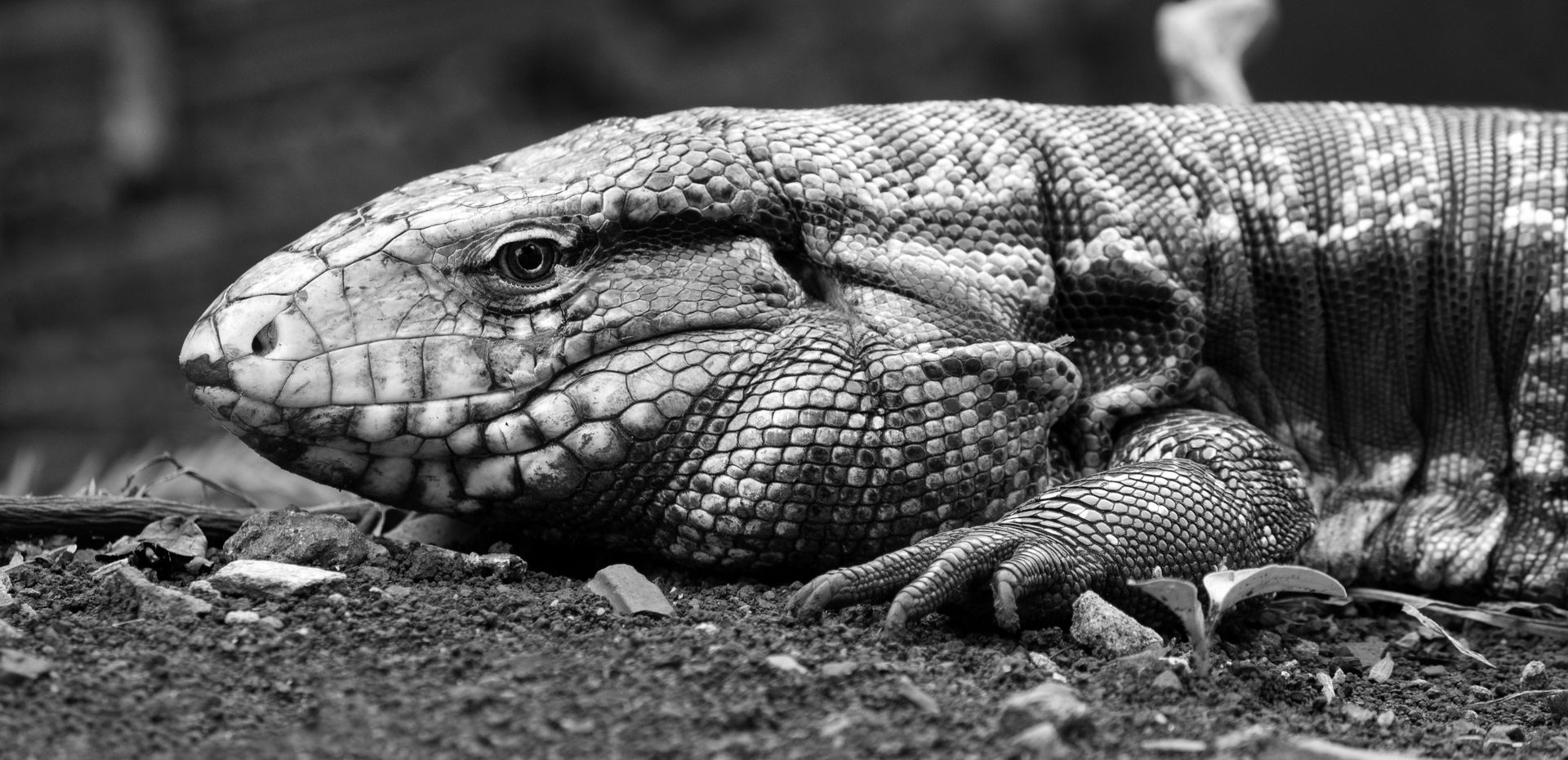 Close Up Photography of a Tegu Lizard in Grayscale