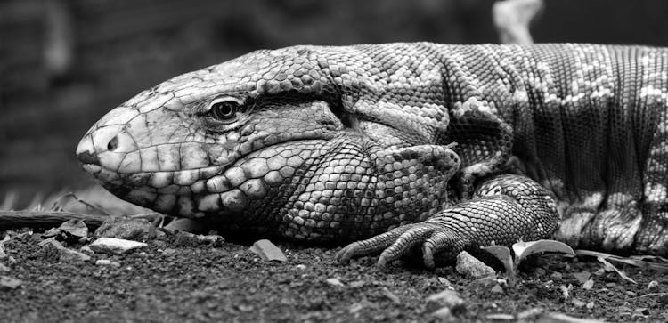 Close Up Photography Of A Tegu Lizard In Grayscale