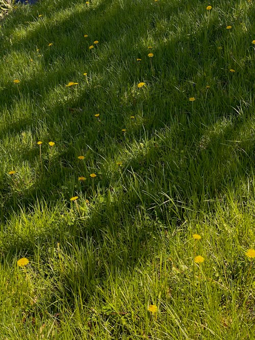 High angle of green grass with yellow flowers growing on lawn in summer sunny day in countryside