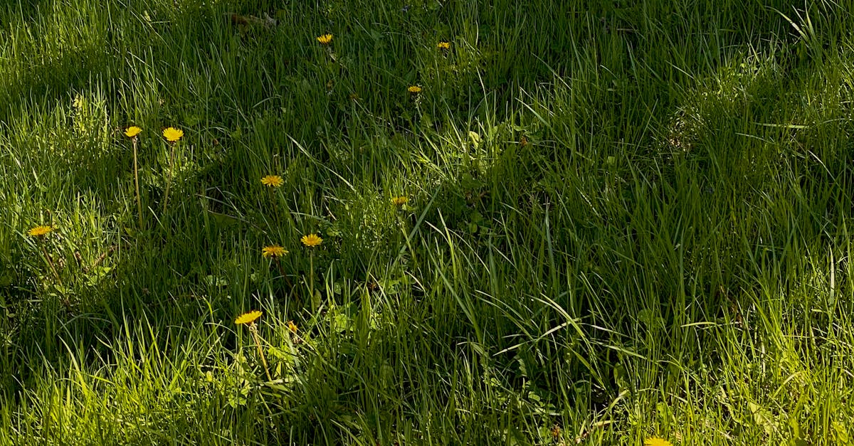 How do lawn mushrooms grow so fast