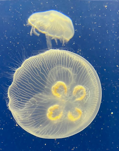 Бесплатное стоковое фото с аквамарин, белый, Биология