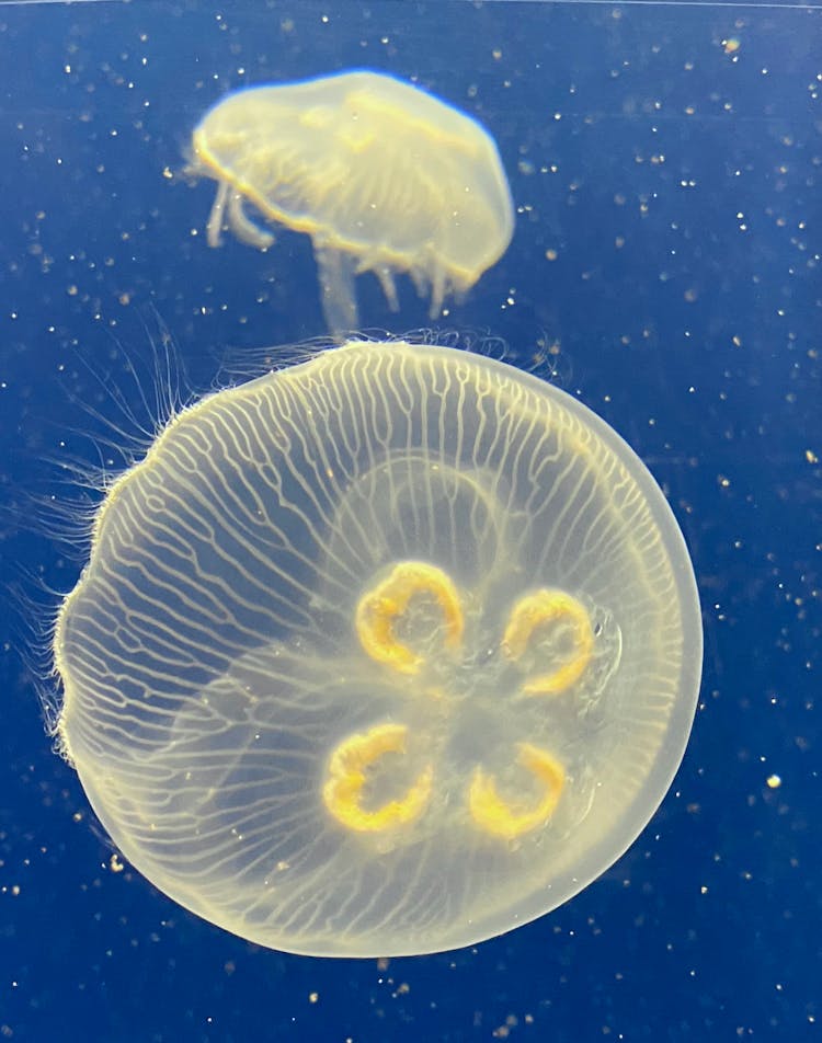 Jellyfish Floating In Deep Blue Ocean