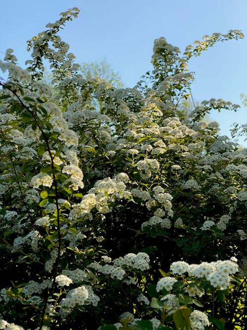 Tall green bush with delicate white flowers and green leaves growing against blue sky in garden on sunny summer day