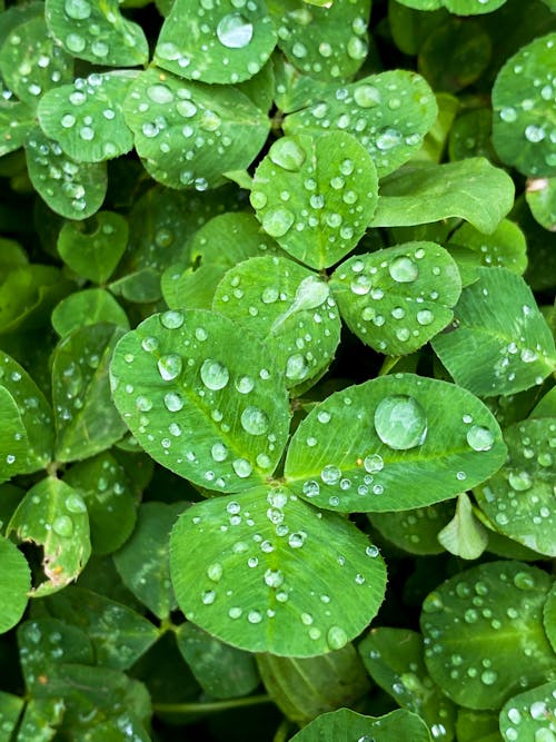 From above of lush bush with green round leaves covered with raindrops growing in garden on summer day in nature