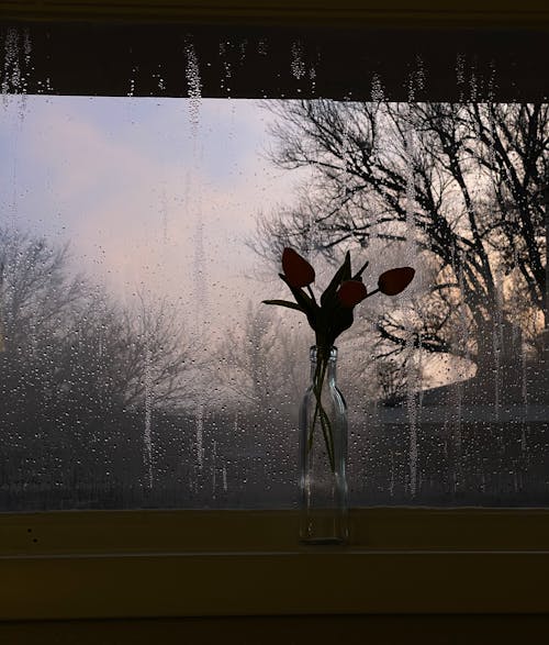 Fragrant tender tulips in glass vase placed near window during rain in evening