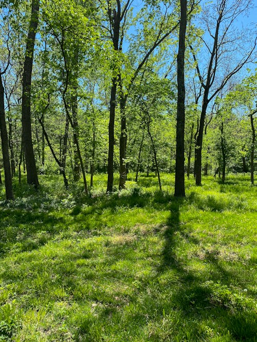 Picturesque view of lush green trees in verdant woodland under blue sky on sunny summer day