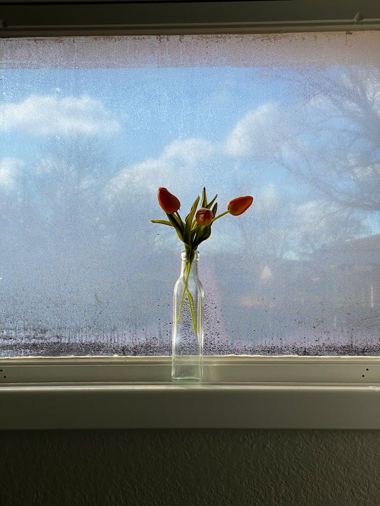 Bunch Of Tulips In Glass Vase Placed On Windowsill