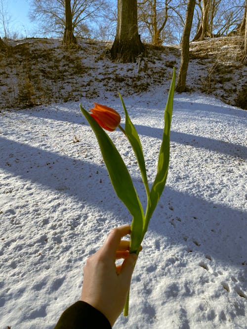 High angle of crop anonymous person demonstrating fresh gentle re tulip against leafless trees in snowy forest on sunny day