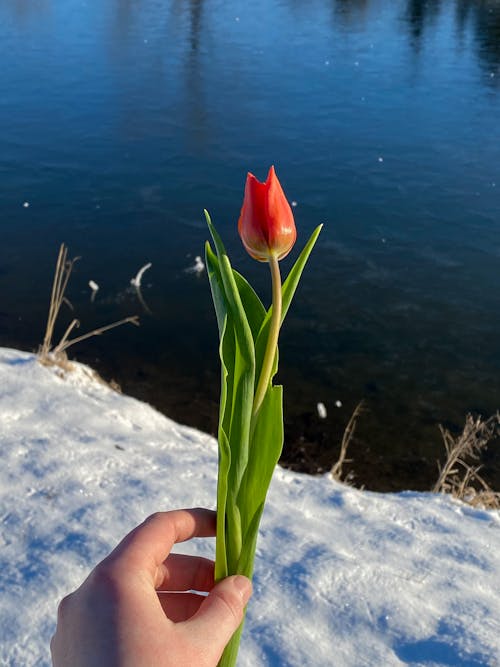 Crop person with red tulip in hand against lake on sunny winter day