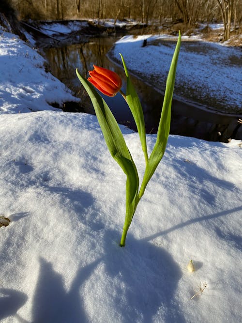 Delicate tulip in snowy forest on sunny day
